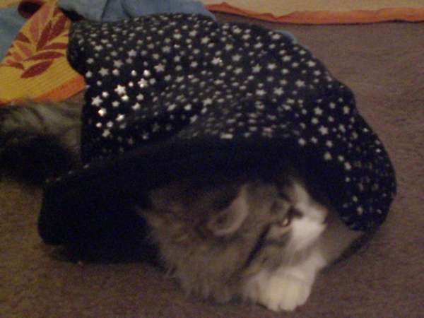 кошка в шляпе