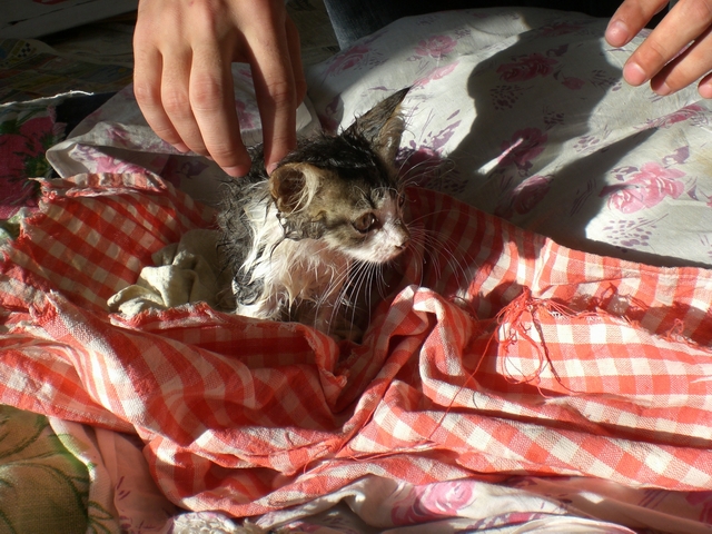 кошка после ванны