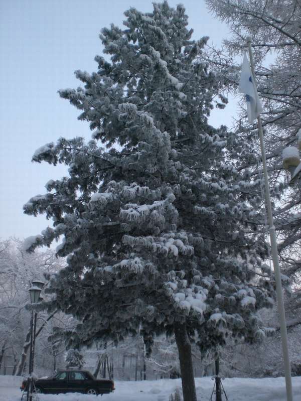 зима в Архангельске